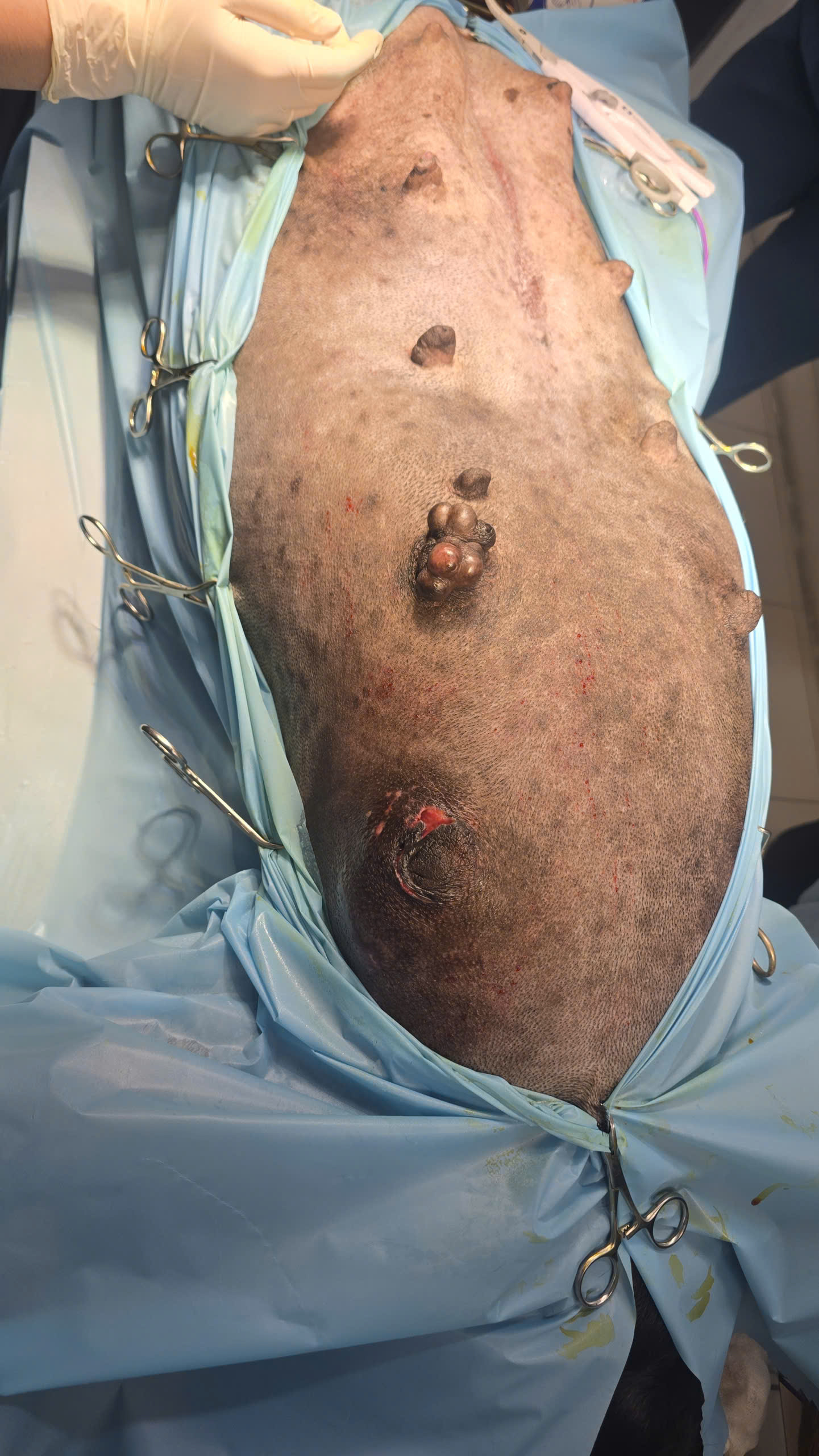 Bệnh viện Thú Y Gia Kiệm - Hình 2